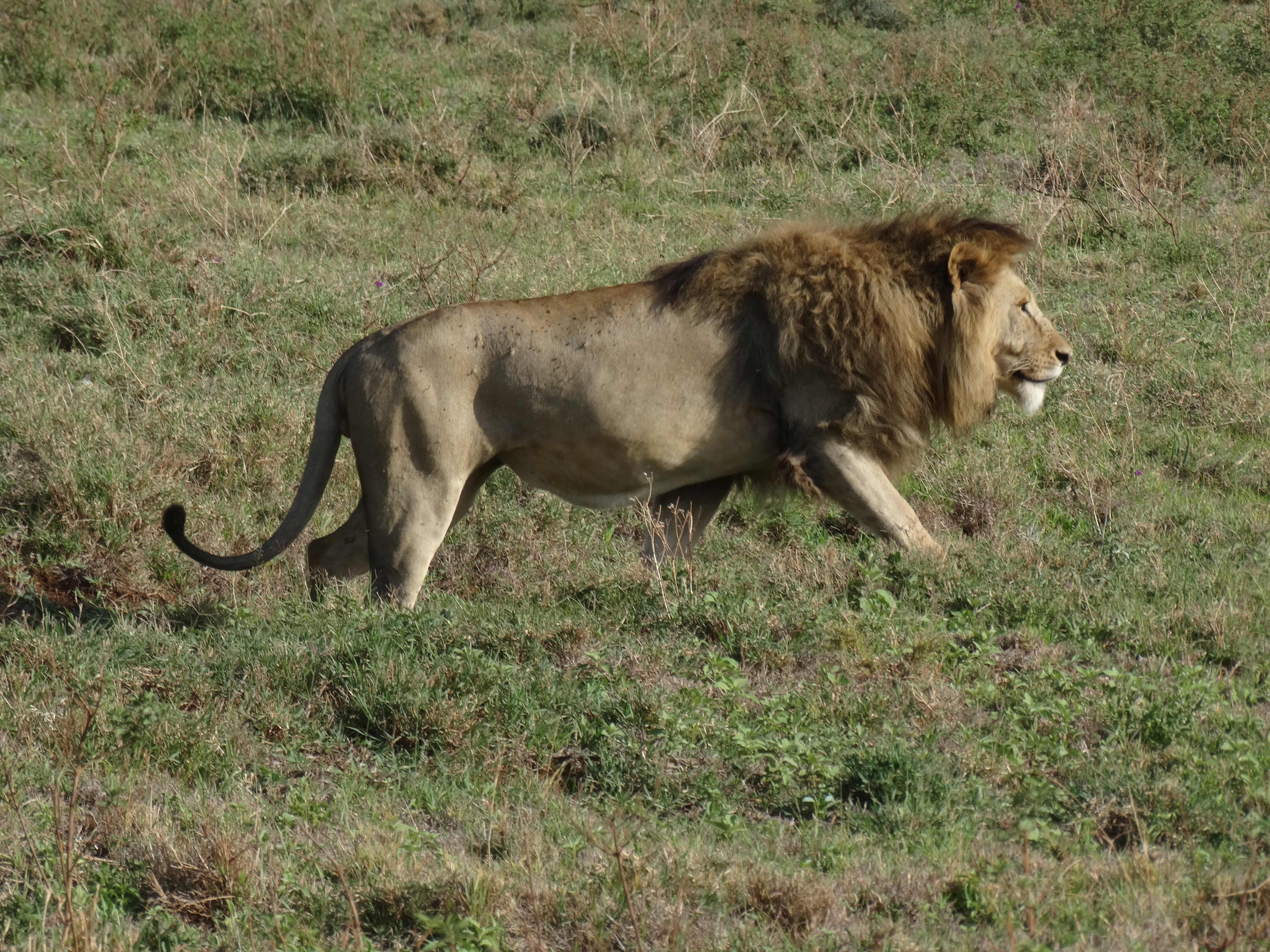 Africa Tangose Safaris Ngorongoro Crater