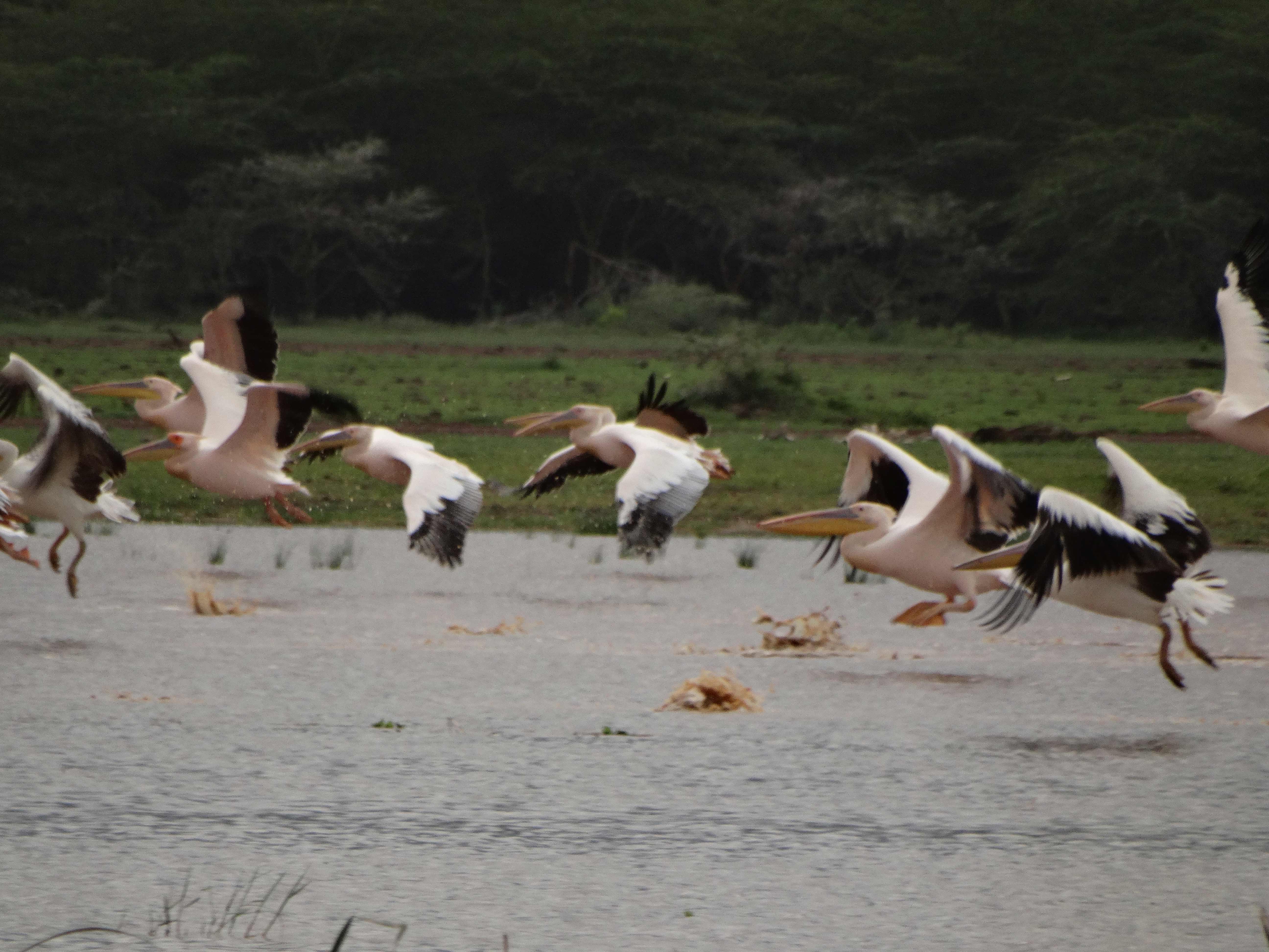 Africa Tangose Safaris Ngorongoro Crater