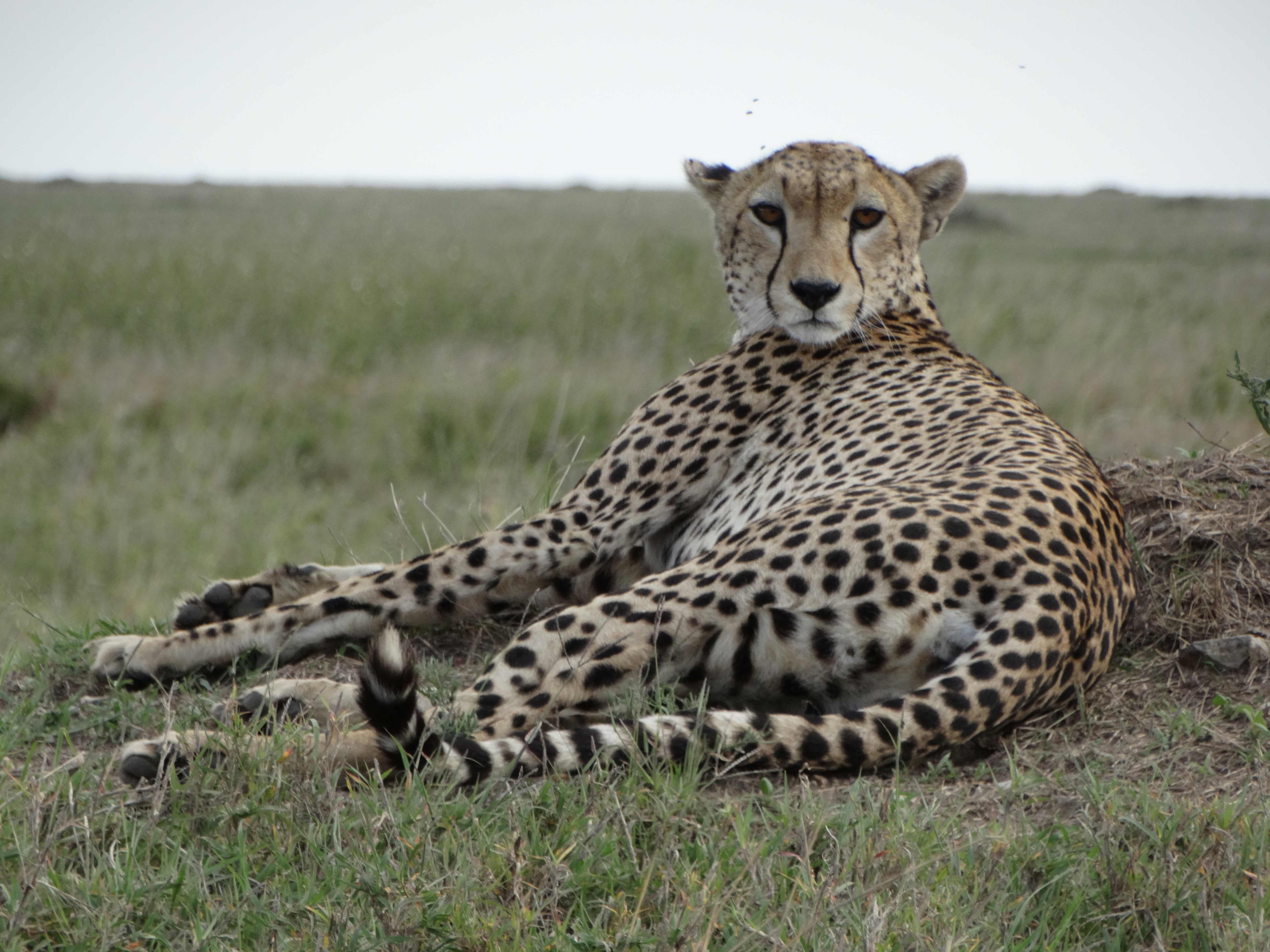 Africa Tangose Safaris Adventure