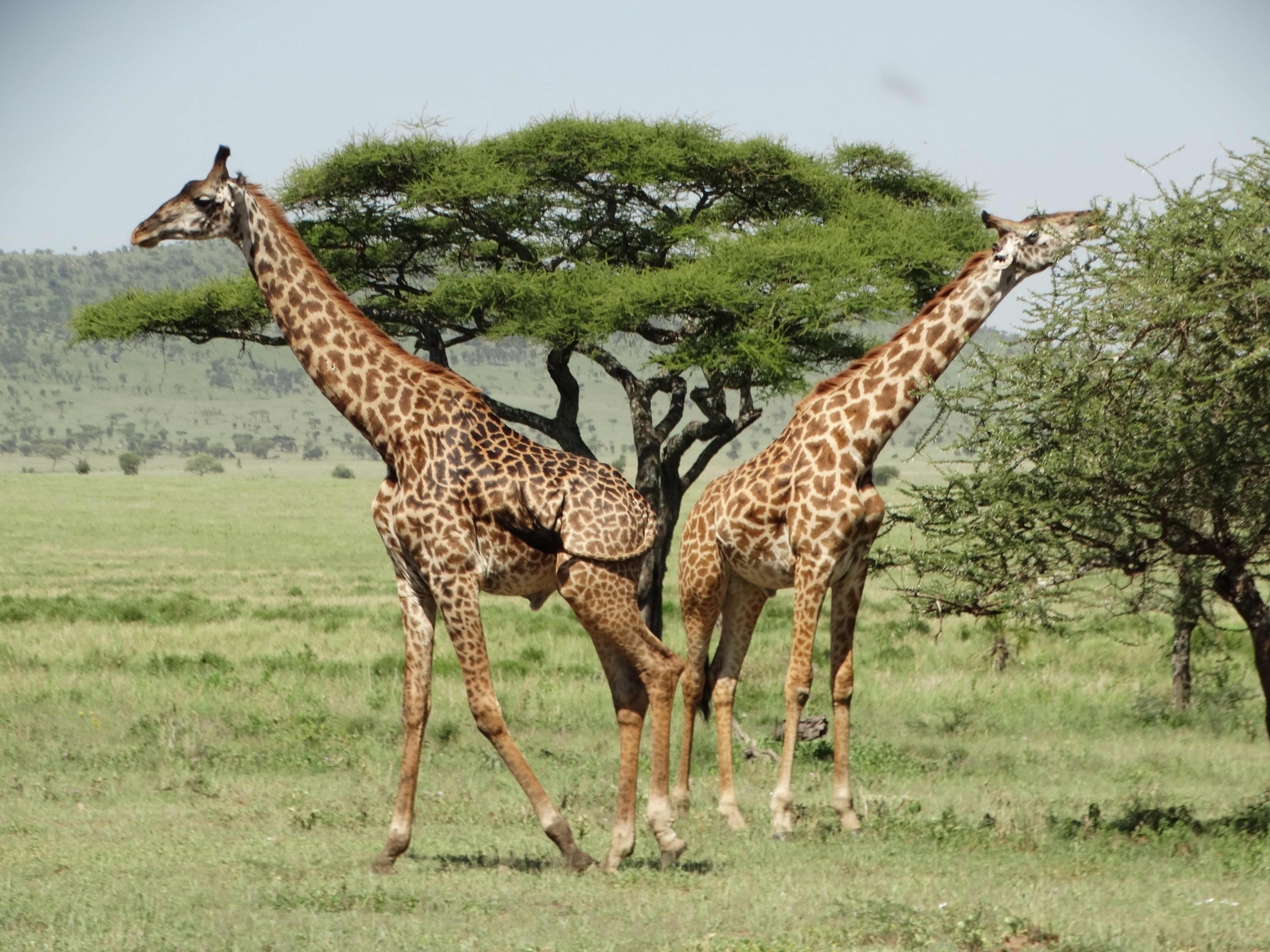 Africa Tangose Safaris Serengeti National Park