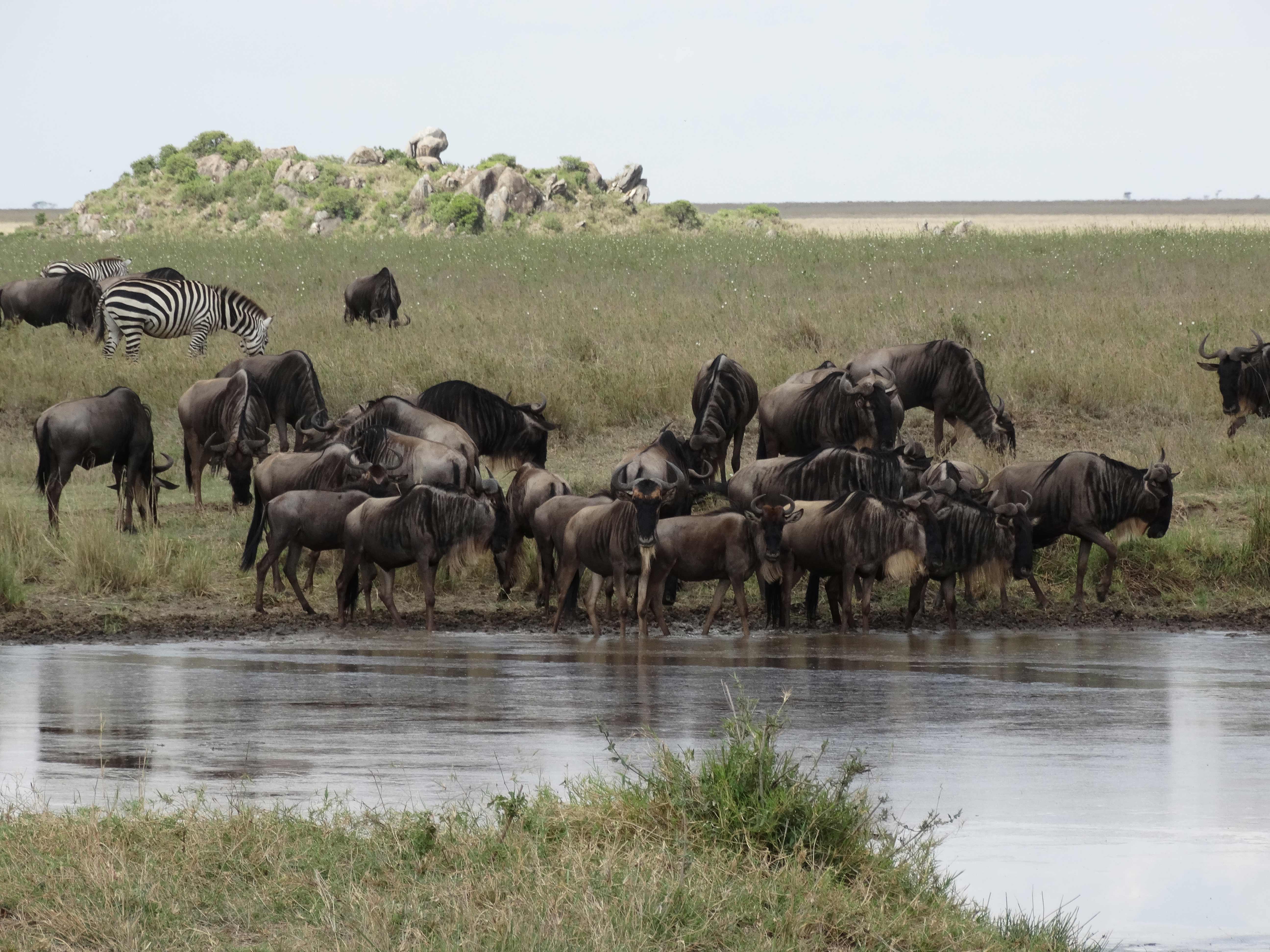 Africa Tangose Safaris Serengeti National Park