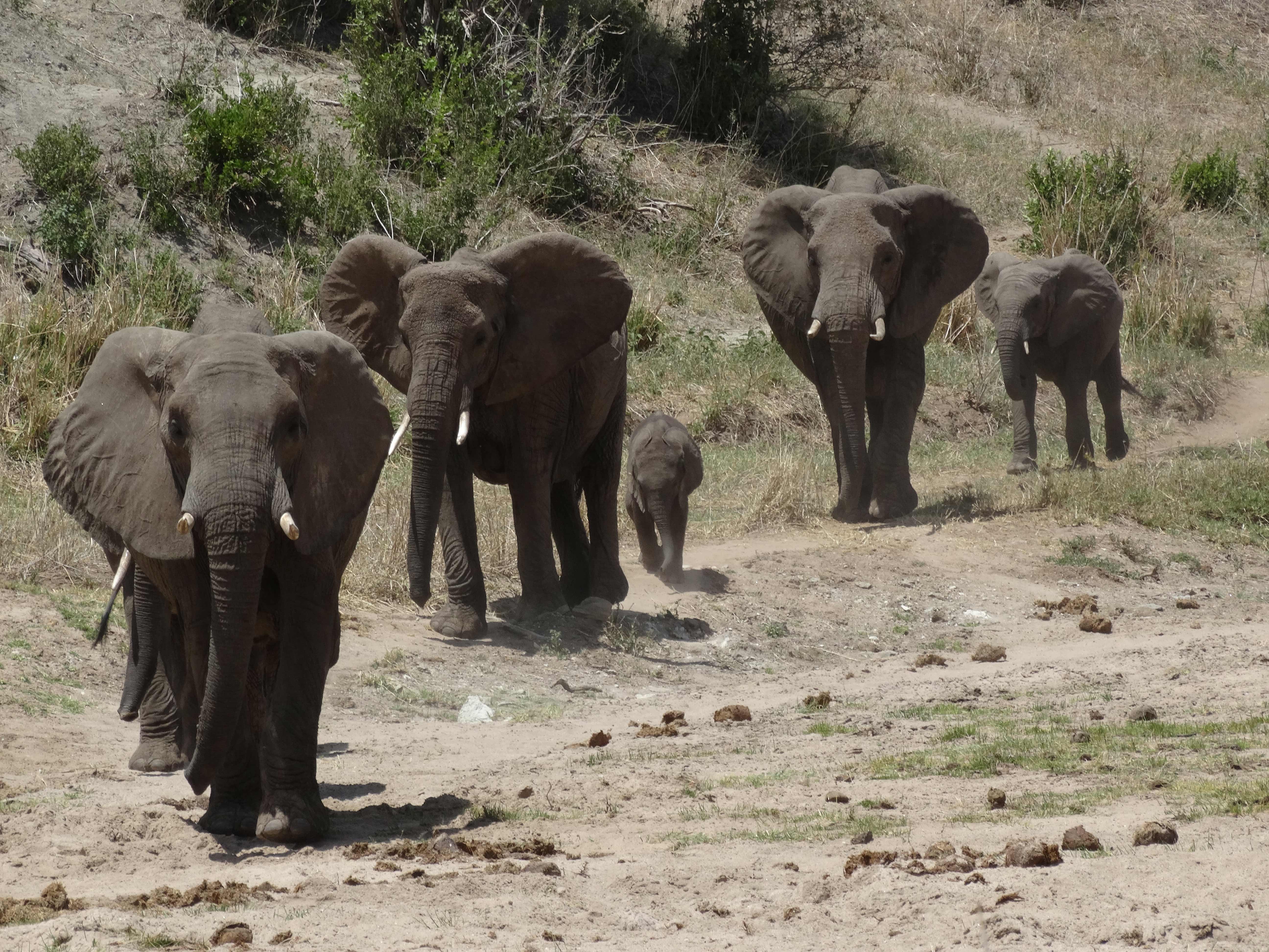 Africa Tangose Safaris Tarangire National Park