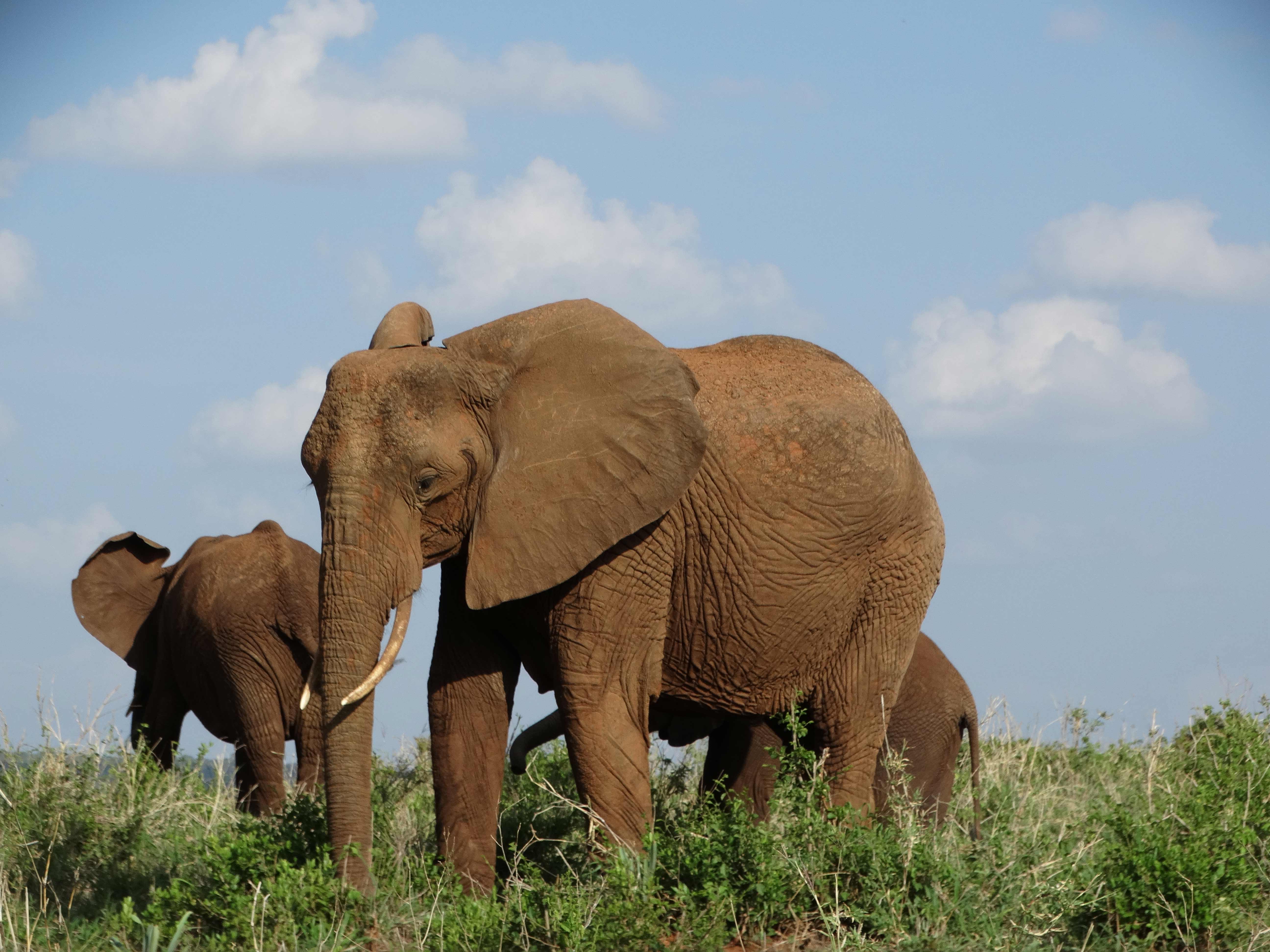 Africa Tangose Safaris Tarangire National Park